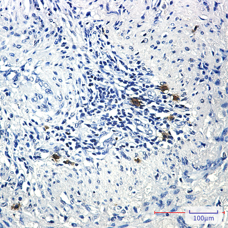 2 - Phospho-PRC1 (Thr481) Rabbit mAb AP75944