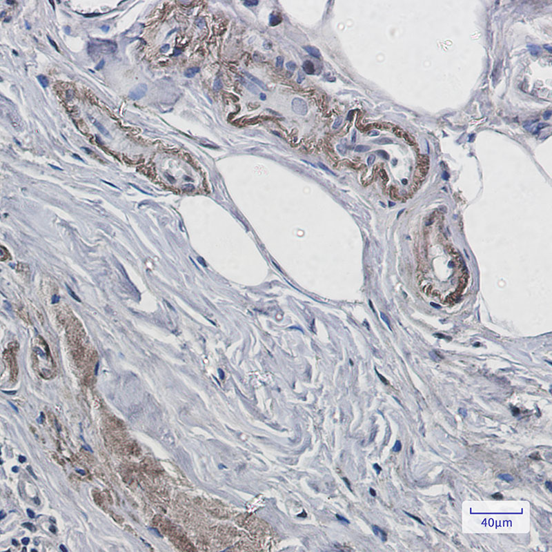 4 - Prion Protein PrP Rabbit mAb AP75949