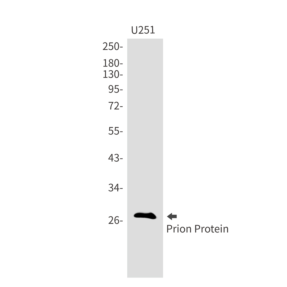 1 - Prion Protein PrP Rabbit mAb AP75949