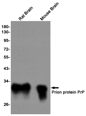 2 - Prion Protein PrP Rabbit mAb AP75949