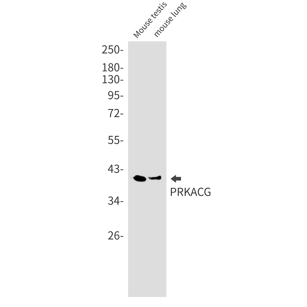 1 - PRKACG Rabbit mAb AP75950
