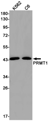 2 - [KO]PRMT1 Rabbit mAb AP75951