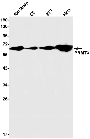 1 - PRMT3 Rabbit mAb AP75952