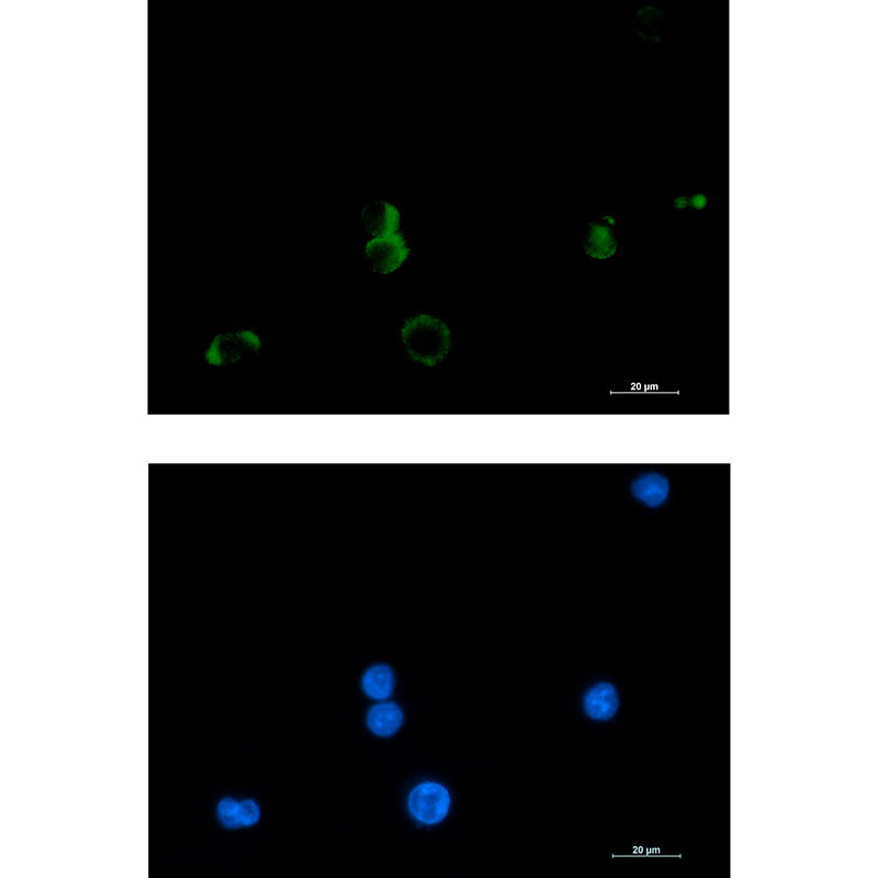 1 - Prostaglandin D Synthase Rabbit mAb AP75955