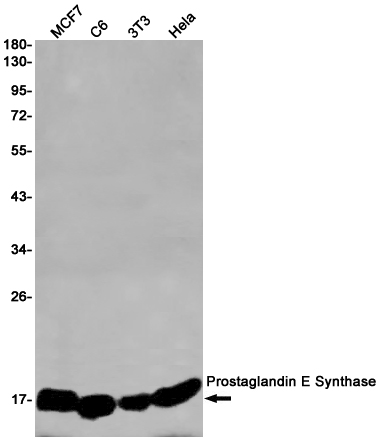 1 - Prostaglandin E Synthase/MPGES-1 Rabbit mAb AP75956