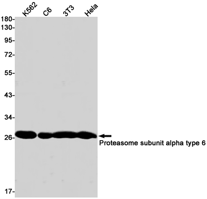 1 - Proteasome subunit alpha type 6 Rabbit mAb AP75959