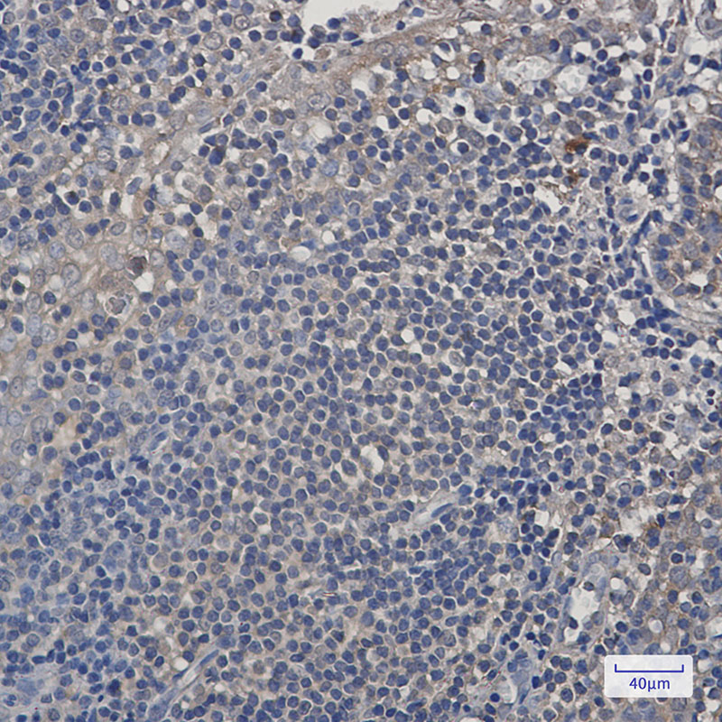 2 - PSMA4 Rabbit mAb AP75968