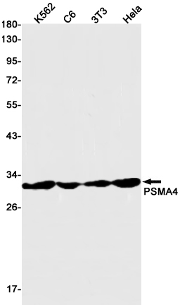 1 - PSMA4 Rabbit mAb AP75968