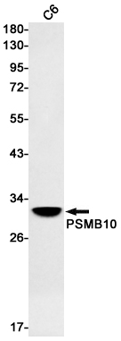 1 - PSMB10/MECL1 Rabbit mAb AP75969
