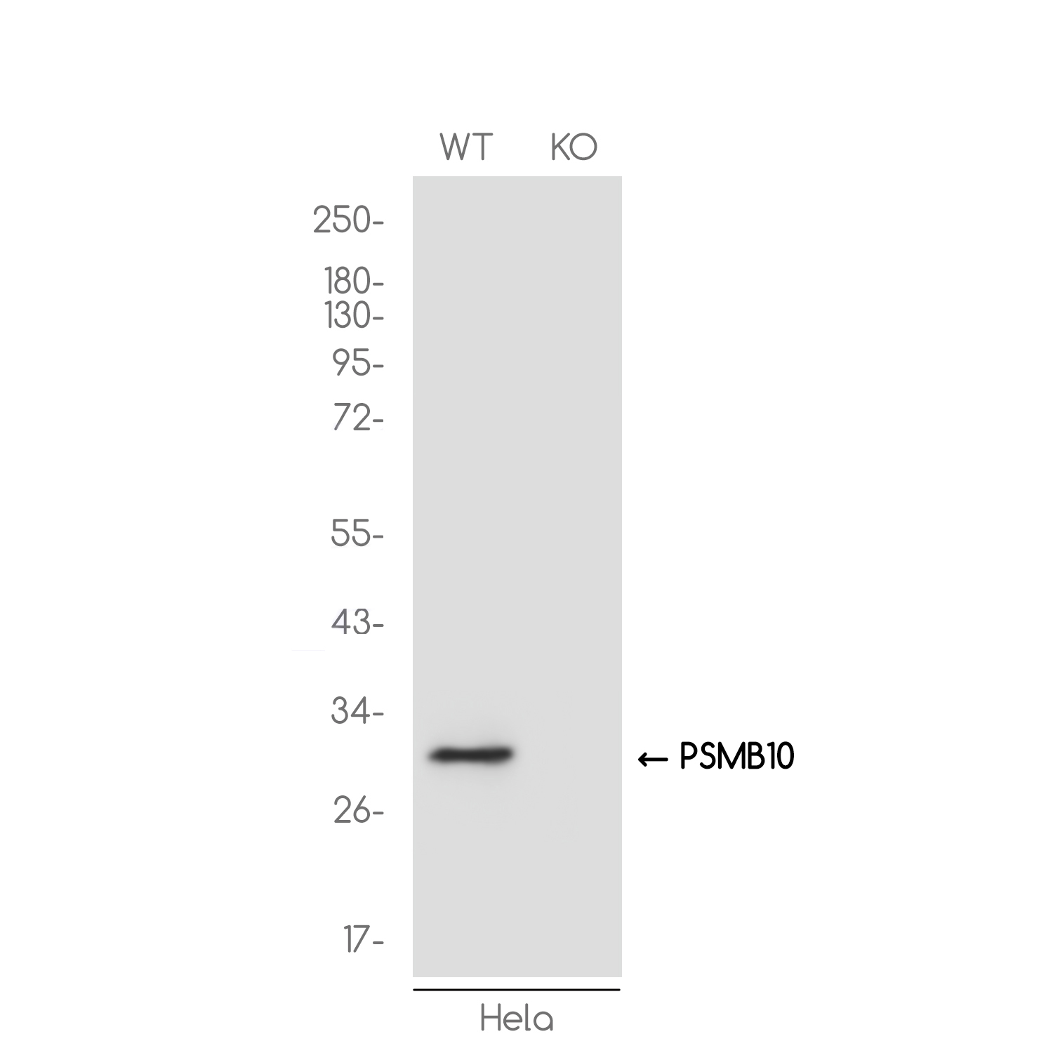 1 - [KO]PSMB10/MECL1 Rabbit mAb AP75970