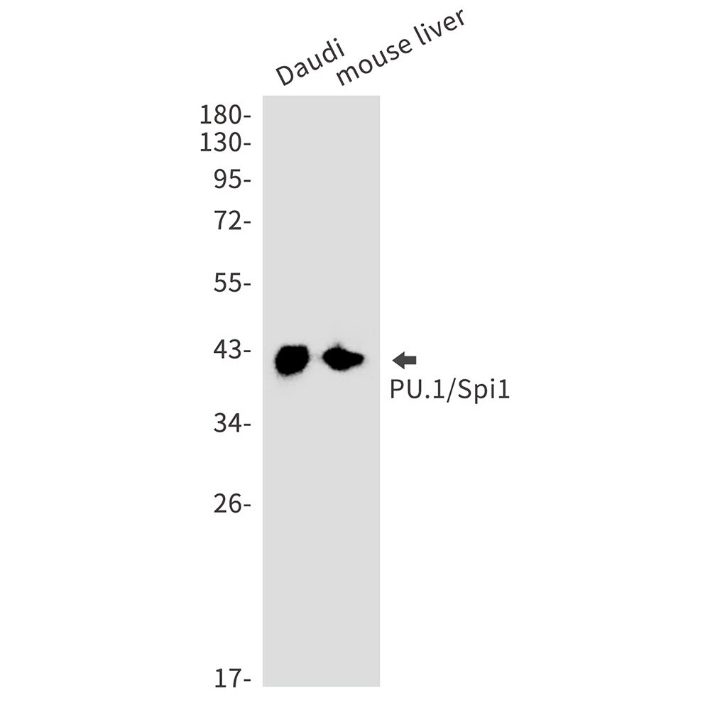 1 - PU.1/SPI1 Rabbit mAb AP75976