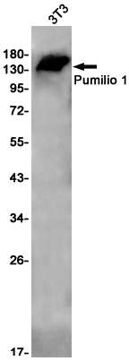 2 - Pumilio 1 Rabbit mAb AP75978