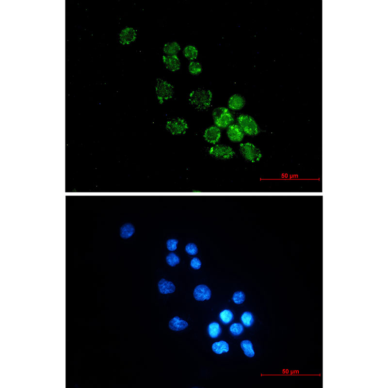 8 - PUS1 Rabbit mAb AP75979