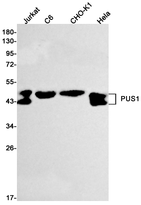 1 - PUS1 Rabbit mAb AP75979