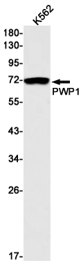 1 - PWP1 Rabbit mAb AP75980