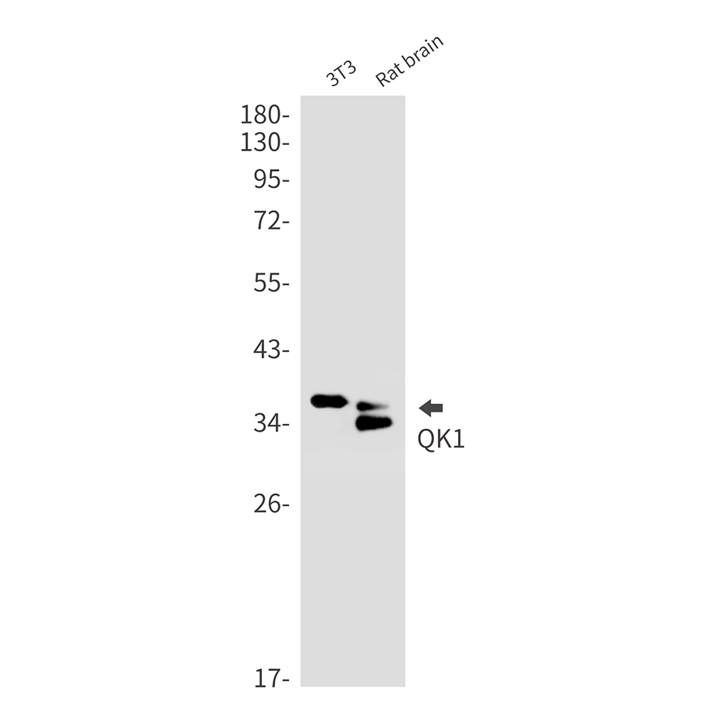 1 - QK1 Rabbit mAb AP75982