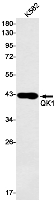 8 - QK1 Rabbit mAb AP75982