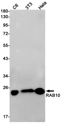 8 - RAB10 Rabbit mAb AP75983