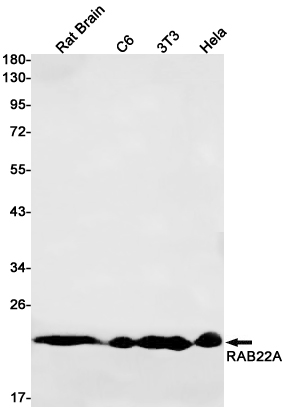 1 - RAB22A Rabbit mAb AP75984