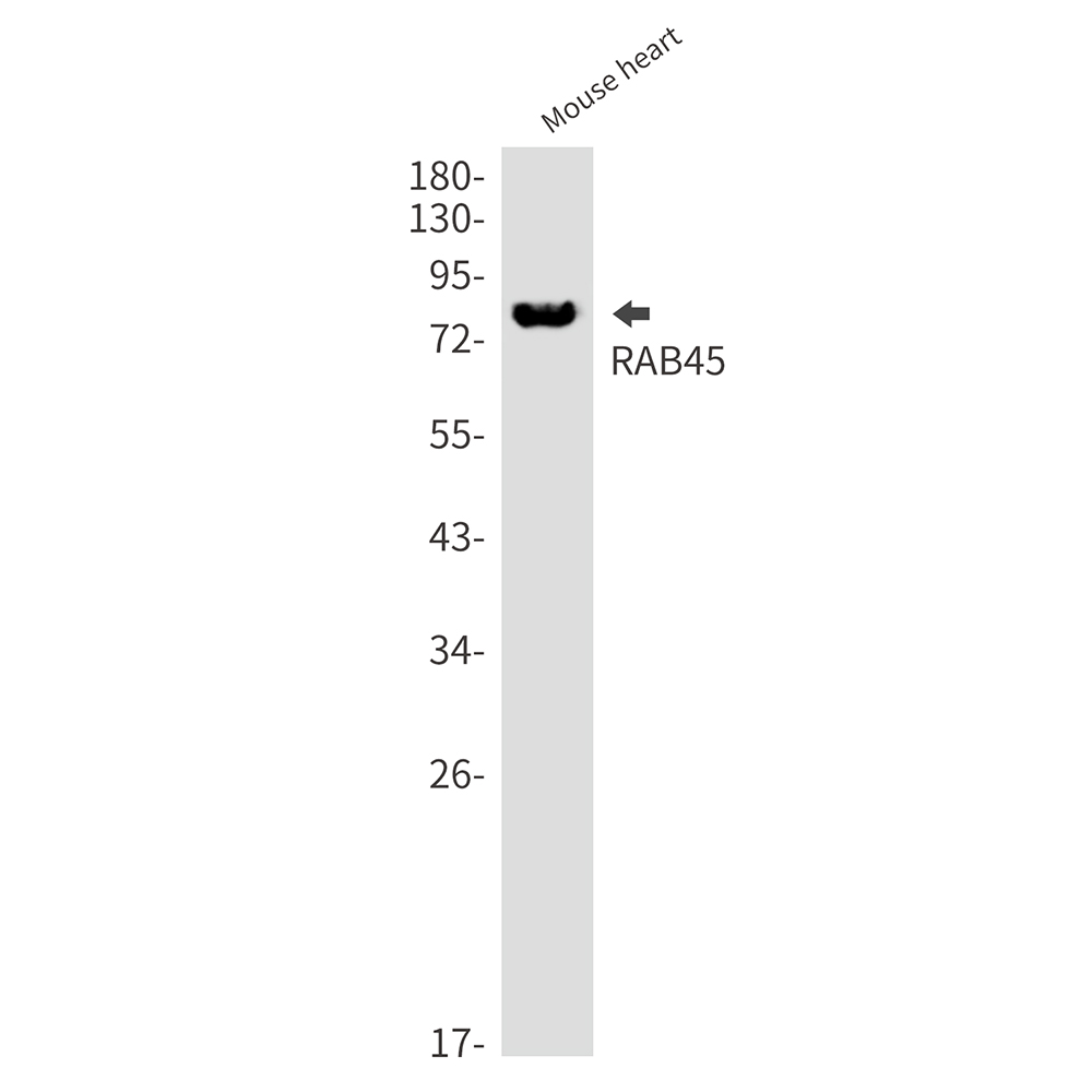 1 - RAB45 Rabbit mAb AP75985