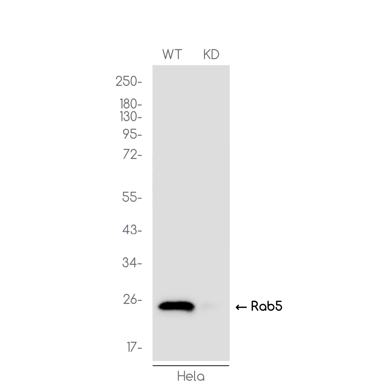 1 - [KD]Rab5 Rabbit mAb AP75986