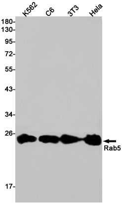 8 - [KD]Rab5 Rabbit mAb AP75986