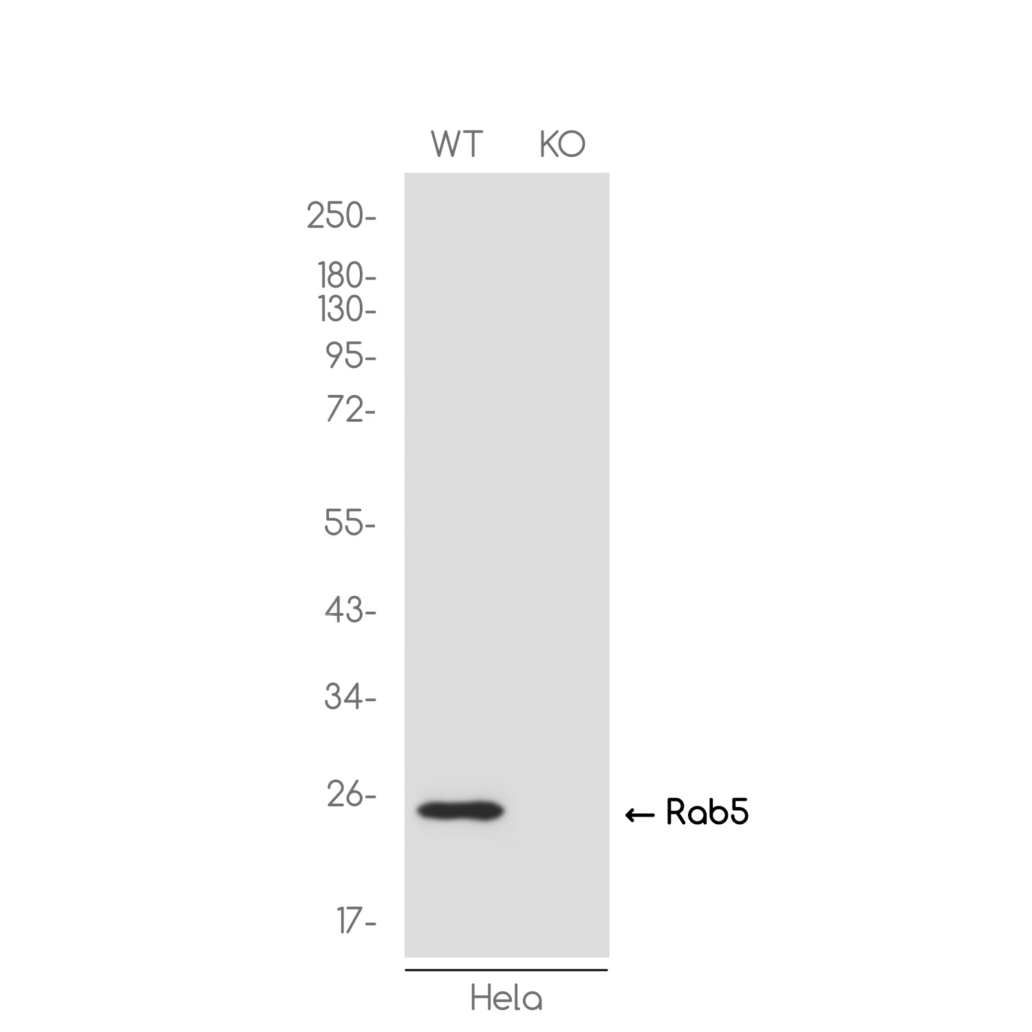 1 - [KO]Rab5 Rabbit mAb AP75987