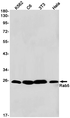 2 - [KO]Rab5 Rabbit mAb AP75987