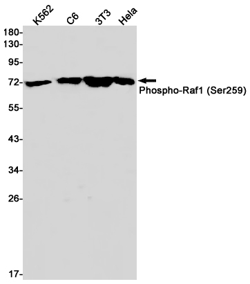 1 - Phospho-Raf1 (Ser259) Rabbit mAb AP75996