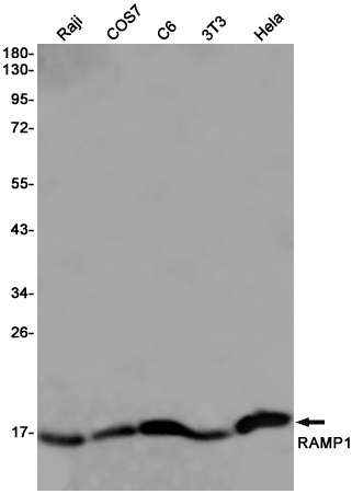 1 - RAMP1 Rabbit mAb AP76000