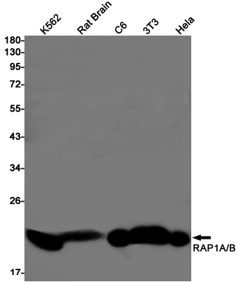 1 - [KD]RAP1A + RAP1B Rabbit mAb AP76002