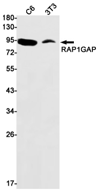 8 - RAP1GAP Rabbit mAb AP76004