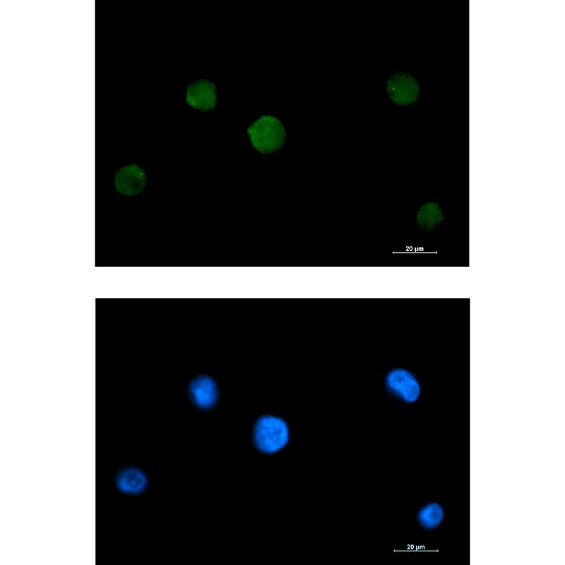 1 - RAVER2 Rabbit mAb AP76008