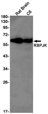 1 - RBPJK Rabbit mAb AP76014