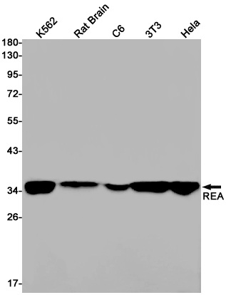 1 - REA Rabbit mAb AP76015