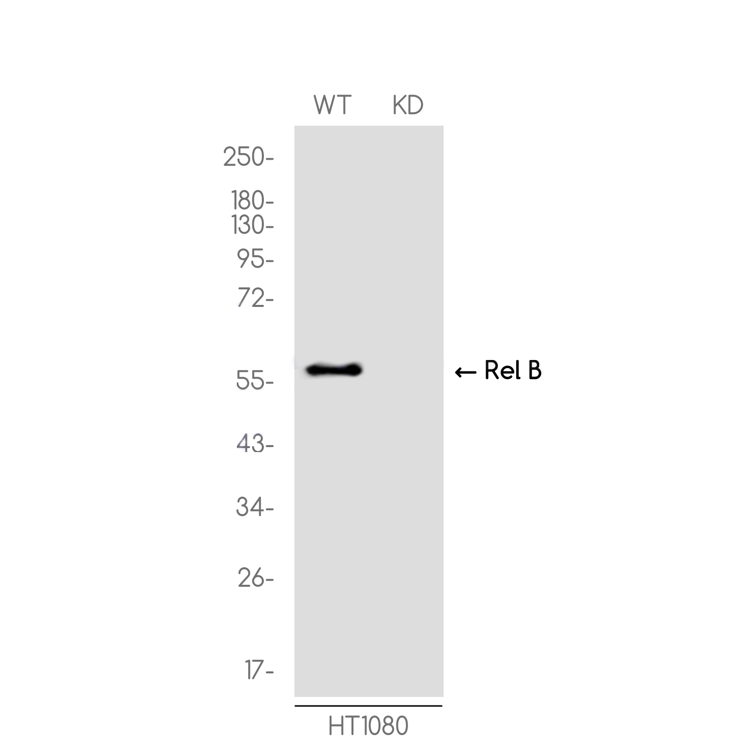 1 - [KD]Rel B Rabbit mAb AP76017