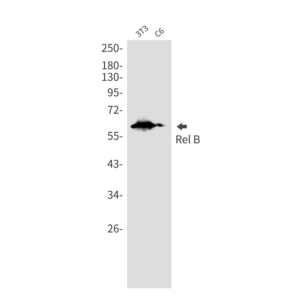 2 - [KD]Rel B Rabbit mAb AP76017