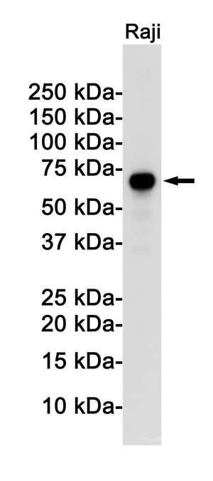 8 - [KD]Rel B Rabbit mAb AP76017