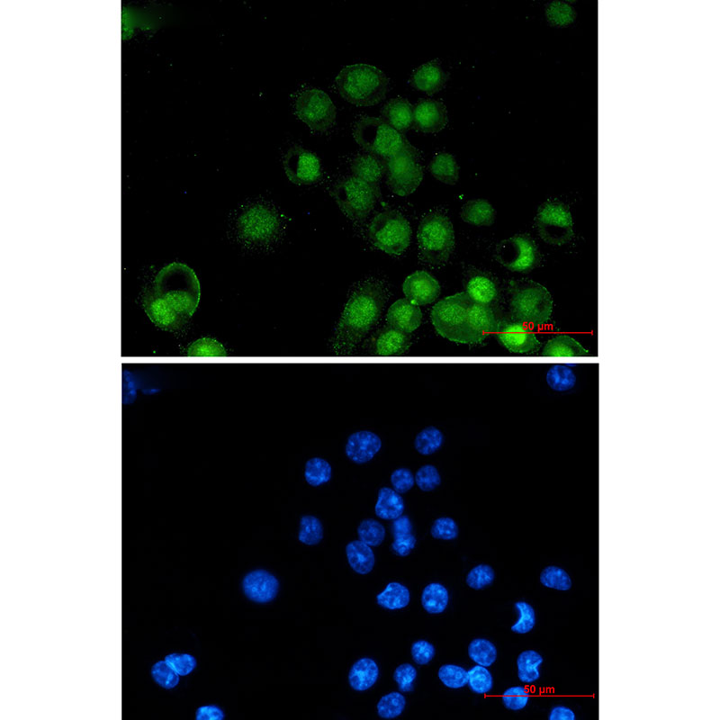 8 - Retinoid X Receptor alpha Rabbit mAb AP76021