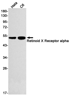 1 - Retinoid X Receptor alpha Rabbit mAb AP76021