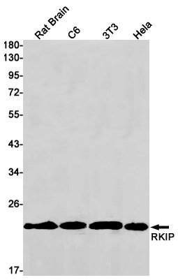 1 - RKIP Rabbit mAb AP76026