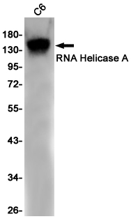 1 - RNA Helicase A Rabbit mAb AP76027