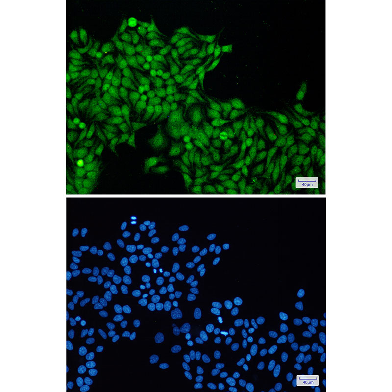 8 - RBX1 Rabbit mAb AP76028