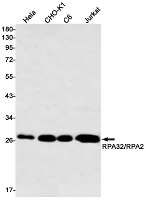 8 - RPA32 Rabbit mAb AP76031