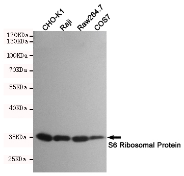 0 - RPS6 Rabbit mAb AP76035