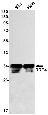 2 - RRP4 Rabbit mAb AP76039