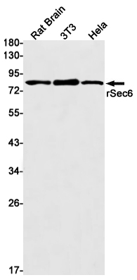 1 - SEC6 Rabbit mAb AP76040