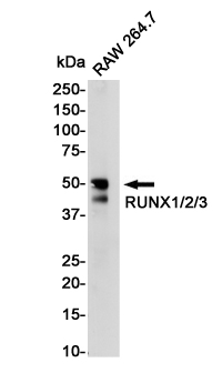 4 - RUNX1/2/3 Rabbit mAb AP76043