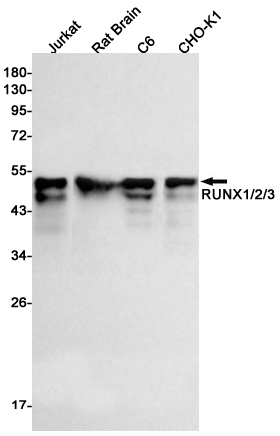 5 - RUNX1/2/3 Rabbit mAb AP76043