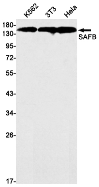 2 - SAFB1 Rabbit mAb AP76051